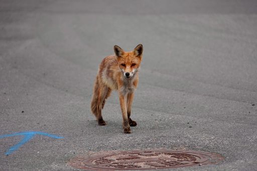 A Vulpes vulpes, or red fox doing its thing in an urban environment at Goma in Kristiansund, Norway
