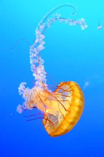 A vibrant orange jellyfish swimming gracefully in a deep blue ocean