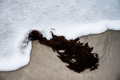 A mass of seaweed washed up on a California beach
