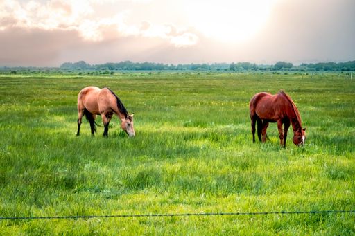 Two horses grazing in a lush green field with a beautiful sunset in the background