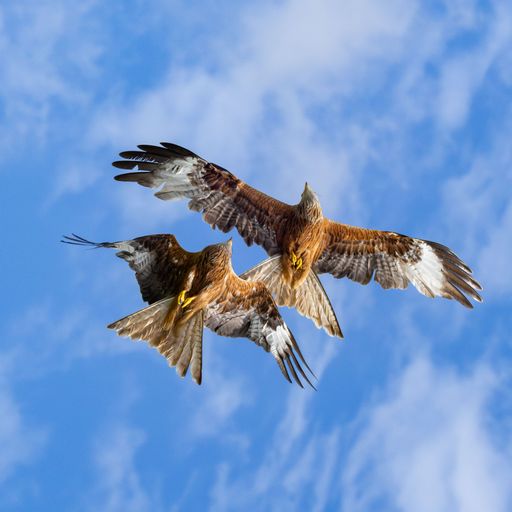 A low angle shot of two red kites flying in the blue sky with clouds