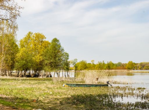 An old green boat on the riverside in summer