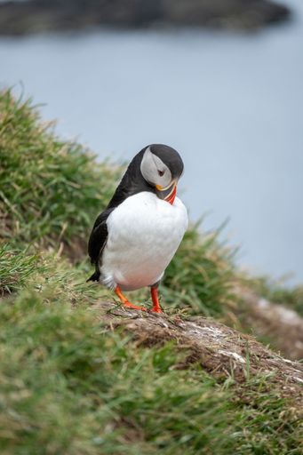 A puffin standing on a grassy cliff edge with a blurred background of the sea.
