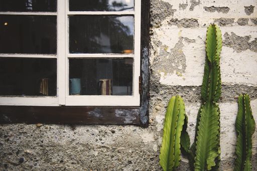 A tall cactus plant growing near a wall and a window