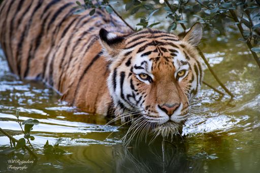 A Siberian tiger wading through water in a natural habitat, surrounded by green foliage.