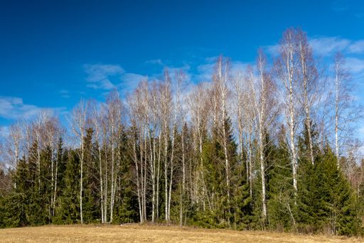Several trees next to each other under a sky full of clouds