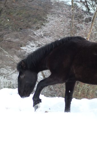A black horse walking through the snow in a winter landscape with frosted trees in the background