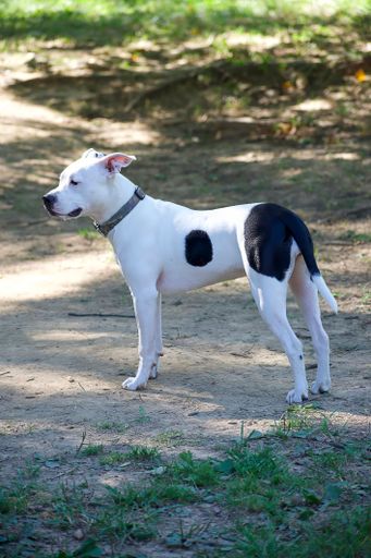 A white and black dog standing on a dirt path in a sunlit park