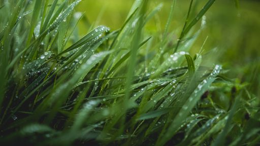 A close-up of fresh green grass with morning dew drops