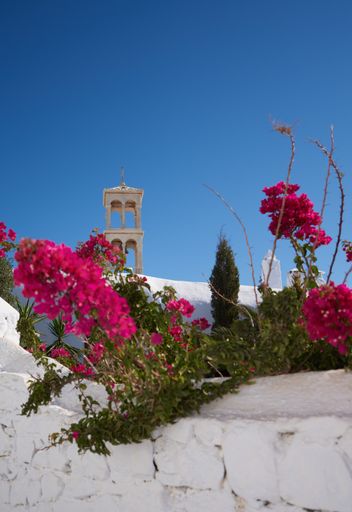 A vertical shot of pink bougainvillea flowers on a white wall outdoors