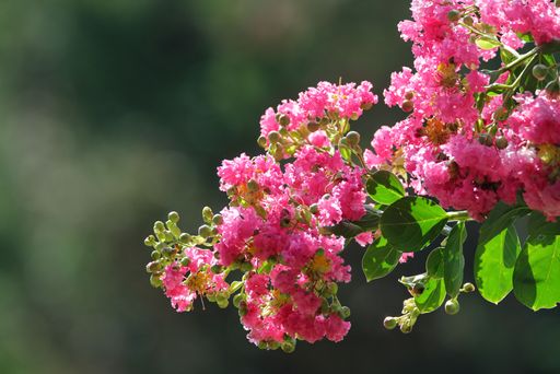 A close-up of vibrant pink flowers on a branch with a blurred green background.
