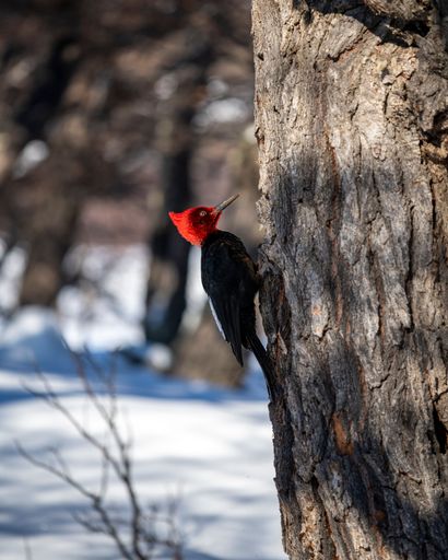 A Magellanic woodpecker with a vibrant red head perched on a tree trunk in a snowy forest