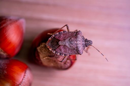 A Close-up of a Halyomorpha Halys on hazelnuts