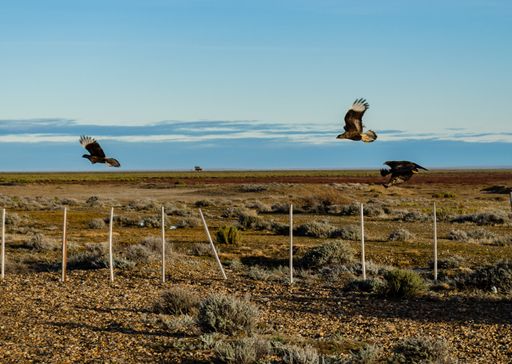 A beautiful shot of birds flying over the pasture field