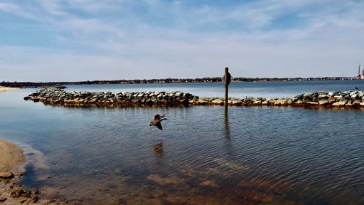 A serene coastal scene with a bird flying over calm waters and a rocky shoreline under a clear blue sky.