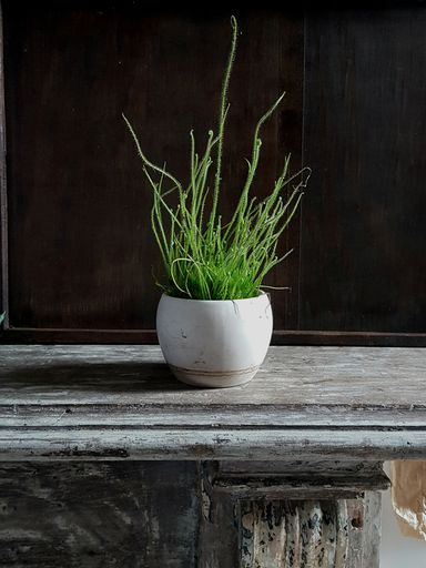 A vertical shot of a plant in a white flower pot on an old wooden table