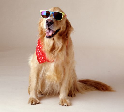 A beautiful shot of a Golden Retriever wearing cool sunglasses and a red handkerchief sitting on a white surface with a blurred background