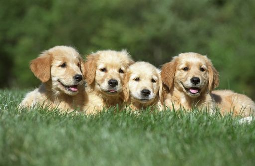 A shallow focus shot of a four cute Golden Retriever puppies resting on a grass ground with a blurred background