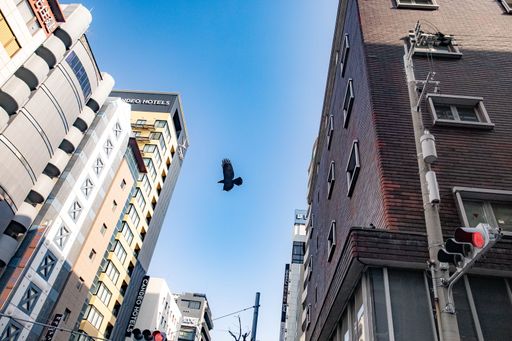 A cityscape view of buildings with a bird flying in the clear blue sky
