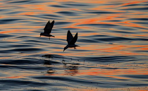 A silhouette view of birds flying over the ocean during sunset with vibrant colors reflecting on the water
