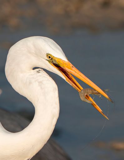 A closeup vertical of a great egret catching a shrimp in its beak near a body of water on a sunny day, with blurred natural background
