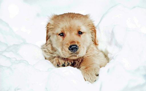 A closeup shot of a cute Golden Retriever puppy resting in the snow with a blurred background