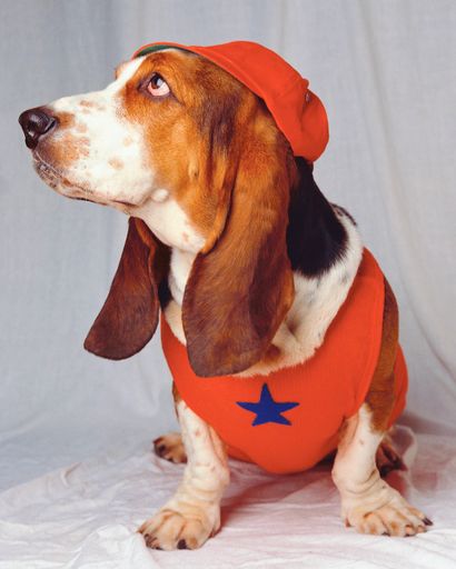 A beautiful shot of a Basset Hound dog wearing red clothes and a red cap sitting on a white cloth