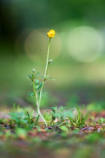 A close-up of a single yellow wildflower blooming in a vibrant green meadow with a soft-focus background.