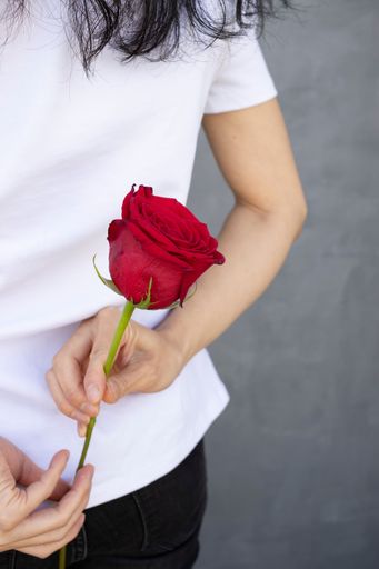 A person in a white shirt holding a red rose behind their back against a gray background