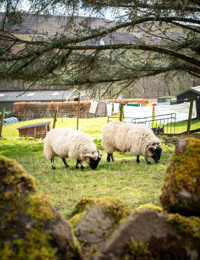 The two sheep grazing in a rural farm setting with a scenic mountain backdrop and laundry hanging on a clothesline