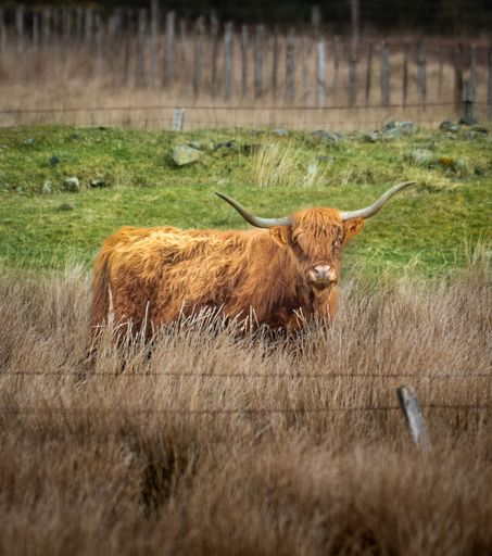 A Highland cow standing in a grassy field with a wooden fence in the background