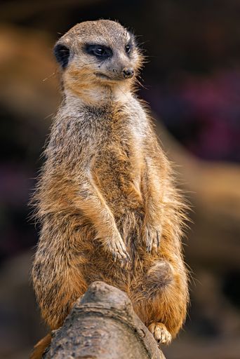 A close-up of a meerkat standing on a rock with a blurred background.