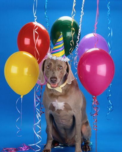 A beautiful shot of Weimaraner dog wearing a party hat and a yellow bow tie surrounded by balloons with a blue background
