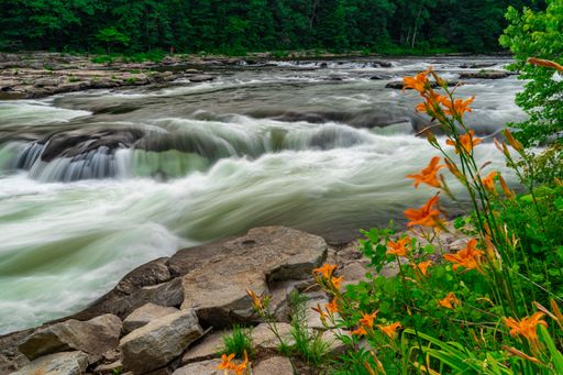 A river with flowing water and orange flowers in the foreground. Ohiopyle State Park, PA