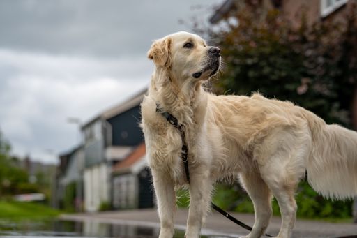 A golden retriever standing on a street with houses in the background on a cloudy day