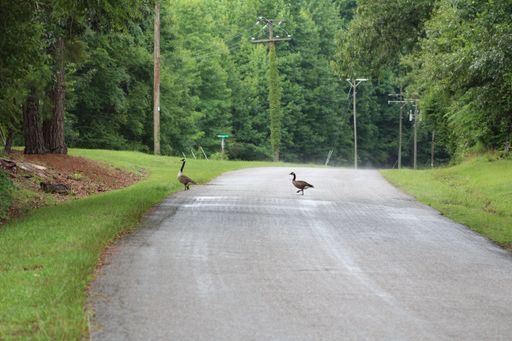 The two geese crossing a rural road surrounded by lush green trees and power lines.