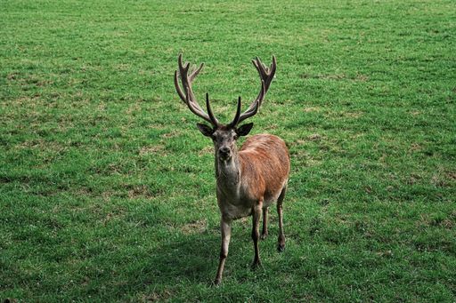 A majestic deer standing on a lush green field looking directly at the camera.