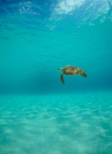A vertical shot of a turtle swimming in the clear turquoise water of the sea