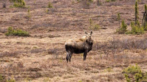 A giant cow moose looking back while standing in a dry field