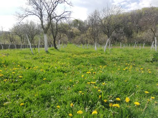 A green grassy garden with yellow dandelions on a gloomy day