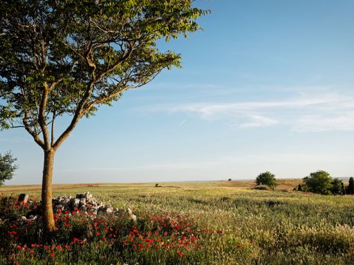 A beautiful rural landscape featuring a lone tree, wildflowers, and an expansive field on a sunny day