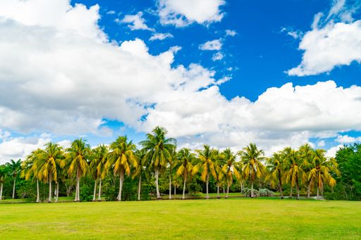 A row of palm trees under a bright blue sky with fluffy white clouds in a tropical park.
