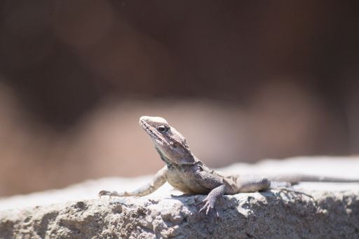 A lizard on a rock with a blurred background