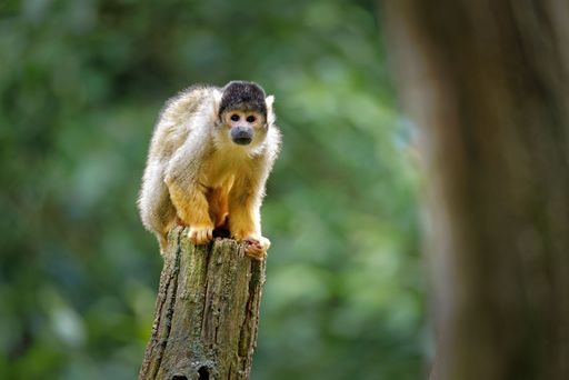 A squirrel monkey perched on a tree stump in a lush green forest