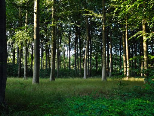 A serene forest with tall trees and lush green undergrowth on a sunny day