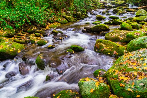 A serene forest stream with moss-covered rocks in Great Smoky Mountains National Park, TN