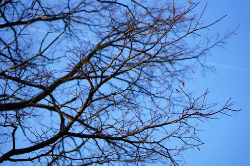A low angle shot of the branches of a tree under a blue sky