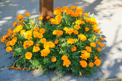 A patch of marigold flowers blooming on the sidewalk