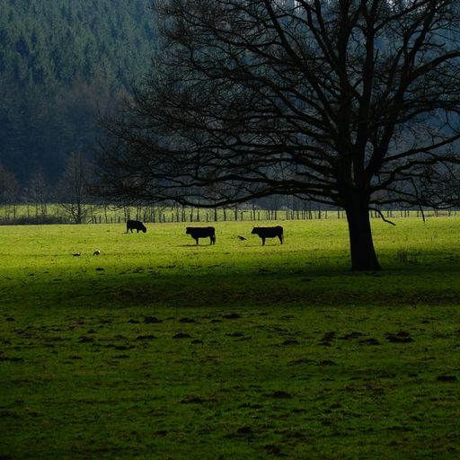 A herd of black cows grazing on the pasture near a leafless tree
