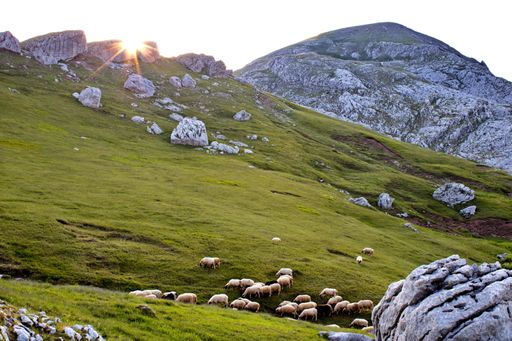 A scenery of picturesque hills with sheep grazing the grass